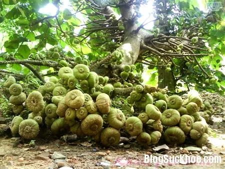 Lợi ích từ trái vả