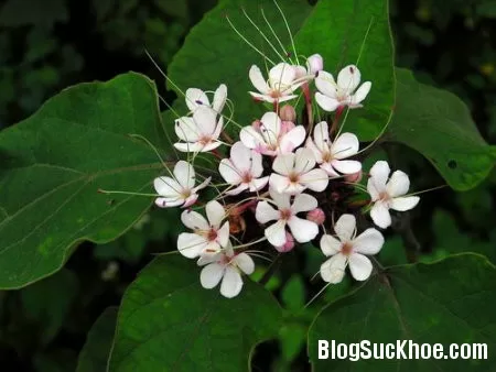 Bạch đồng nữ chữa đau bụng kinh