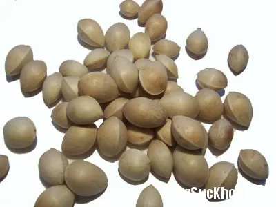 Bài thuốc từ bạch quả chữa đại tiện ra máu