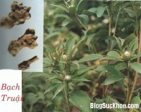 bach truat