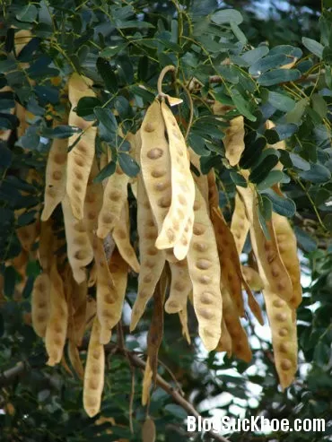Bồ kết trị trúng phong, động kinh