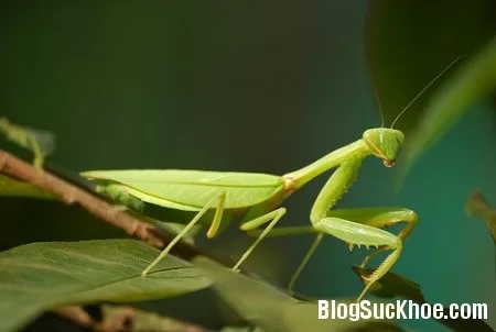 Bọ ngựa và tang phiêu tiêu làm thuốc