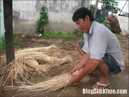 Rễ cỏ tranh làm thuốc chữa sỏi thận, viêm đường tiết niệu
