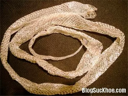 Vị thuốc hay từ xác rắn lột