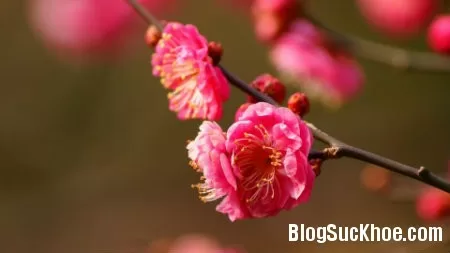 Bài thuốc chữa bệnh từ hoa đào, hoa mai