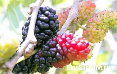 Bài thuốc cho người bệnh gan