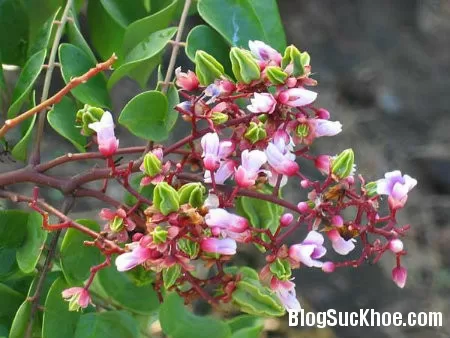 Hoa vườn nhà: Dân dã mà hữu dụng
