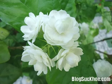 Dùng hoa nhài chữa bệnh