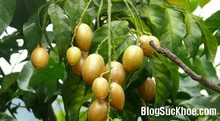 Cách dùng hồng bì trị cảm, hạ sốt