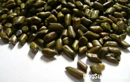 Bài thuốc chữa bệnh từ hạt muồng