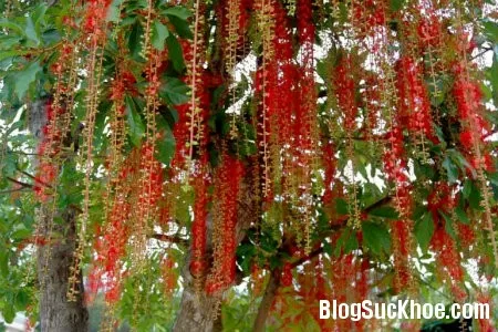 Chữa trĩ siêu hiệu quả nhờ lá cây lộc vừng