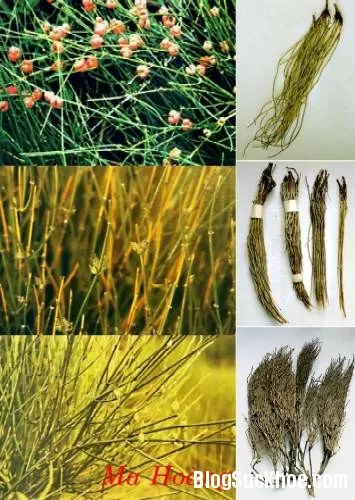 Bài thuốc chữa da mặt sần sùi
