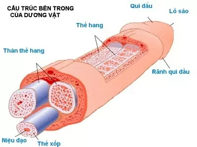 Những bí mật về kích thước dương vật của đàn ông