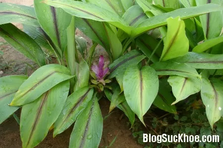 Thuốc Nam chữa bụng thực trướng