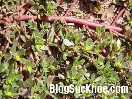 Bài thuốc kỳ diệu: rau sam chữa hết sỏi thận không cần giải phẩu