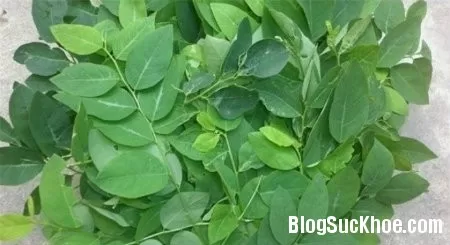 Bài thuốc dân gian chữa tưa lưỡi
