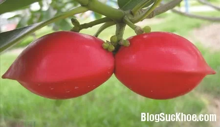 Thuốc hay từ cây sim