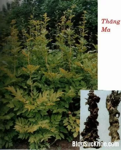 Thăng ma - Vị thuốc tốt trị sởi, cảm nhiệt