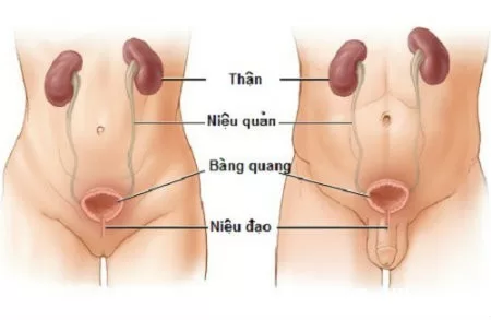 Nhận biết dấu hiệu bệnh nhiễm trùng tiết niệu