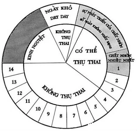 Phương pháp canh giao hợp quanh ngày rụng trứng