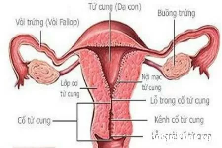 Các dấu hiệu nhận biết viêm lộ tuyến cổ tử cung