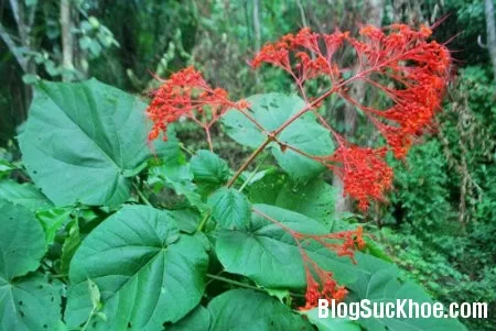Bài thuốc chữa bệnh từ cây xích đồng nam