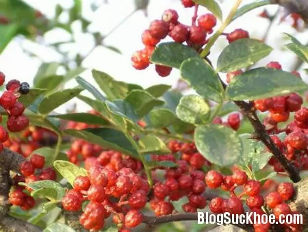 Bài thuốc trị sưng lợi, đau răng