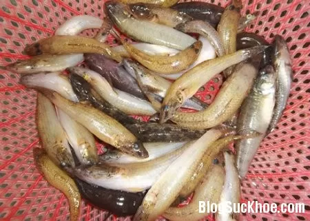 Món ăn, bài thuốc từ cá bống