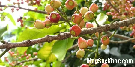 Chữa viêm gan, vàng da bằng cây vối