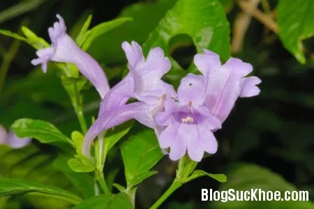 Chàm lá to chữa viêm họng, hạ sốt