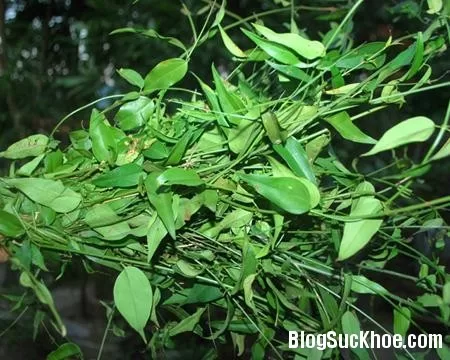 Chè vằng chữa sưng vú, rắn cắn