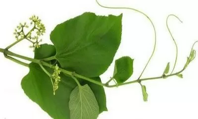 Dây chìa vôi chữa đau nhức xương, phong thấp