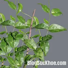 Chè Vằng - Thức uống tốt cho sản phụ sau sinh