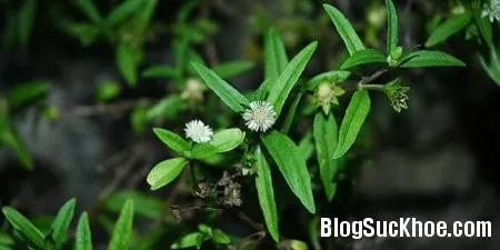 Bài thuốc dân gian từ cỏ nhọ nồi