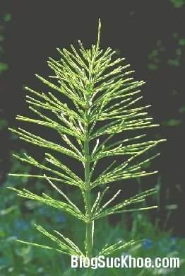 Thuốc nam điều trị viêm gan vàng da