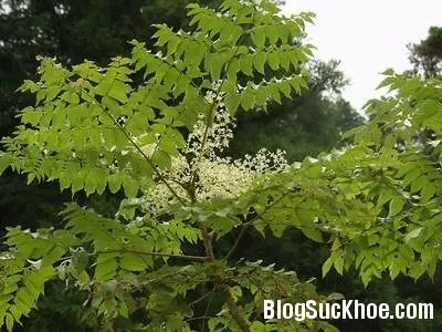 Chữa đau nhức xương khớp từ cây đinh lăng gai
