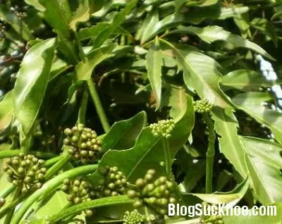 Phòng co giật ở trẻ bằng lá đinh lăng