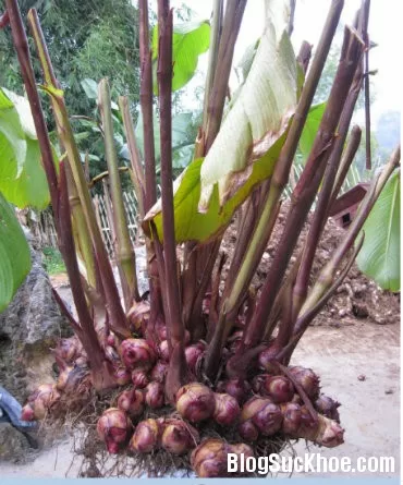 Củ dong riềng chữa viêm gan, vàng da, kinh nguyệt không đều