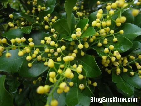 Hoa ngâu hỗ trợ điều trị hen suyễn