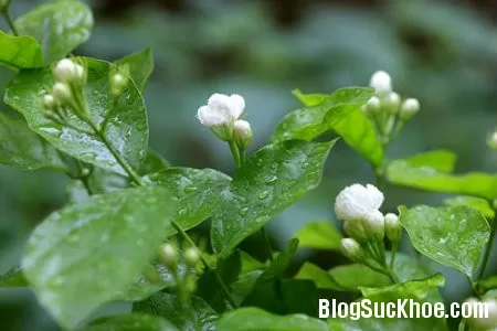 Chữa bệnh sởi với hoa nhài, sắn dây, hạt mùi già