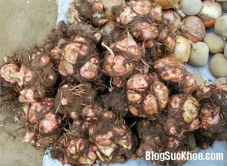Món ăn bài thuốc từ khoai sọ chữa cơ thể suy nhược