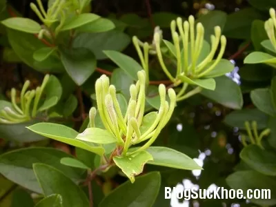Kim ngân hoa phòng chống bệnh tiểu đường