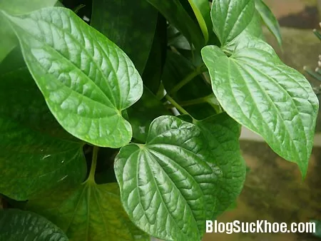 Cách dùng lá lốt chữa bệnh phụ khoa