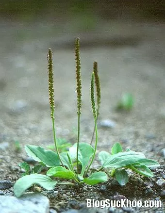 Bài thuốc từ mã đề chữa bệnh cho người cao tuổi