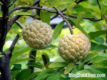 Lợi ích sức khỏe tuyệt vời từ mãng cầu