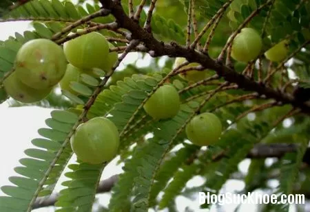 Công dụng chữa bệnh của me rừng