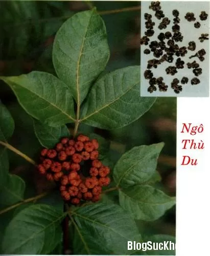 Bài thuốc dân gian chữa viêm loét miệng