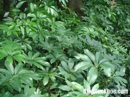 Đơn thuốc chữa bệnh từ ngũ gia bì