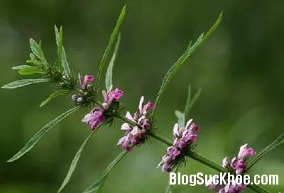 Điều trị bệnh viêm gan virus bằng nhân trần