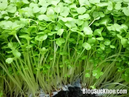 Lợi ích dinh dưỡng từ rau mầm